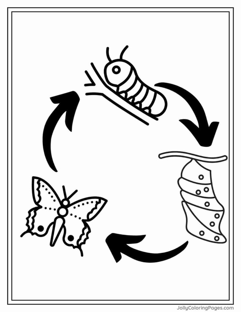 Life Cycle of a Butterfly Coloring Page