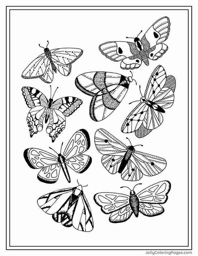 Realistic Butterfly Species – Intricate PDF Coloring Sheet for Adults